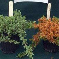 phytotoxicity on blue rug juniper