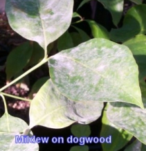 mildew on dogwood