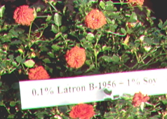 roses showing effects of oil sprays on leaves