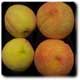 2 small peaches, and 2 large peaches, the larger sprayed with soybean oil and thinned